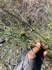 Eriophyes lepidosparti