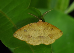 Heterolocha