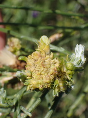 Eriophyes lepidosparti