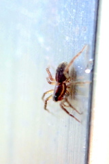 Artoriinae