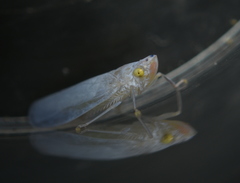 Pentoffia asymmetrica