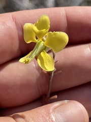 Erythrostemon pannosus