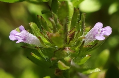 Pogogyne serpylloides