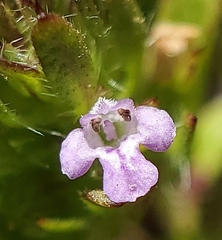 Pogogyne serpylloides