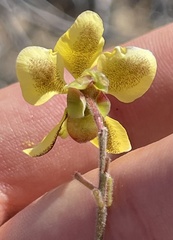 Erythrostemon pannosus
