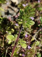 Pogogyne serpylloides
