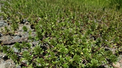 Pogogyne serpylloides