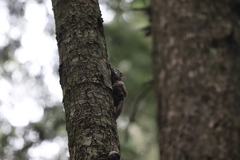Glaucomys oregonensis