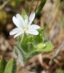 Epilobium cleistogamum