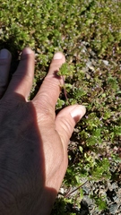 Pogogyne serpylloides