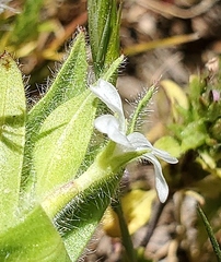 Epilobium cleistogamum