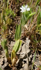 Epilobium cleistogamum
