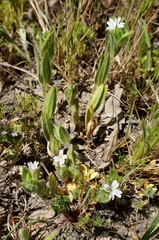 Epilobium cleistogamum