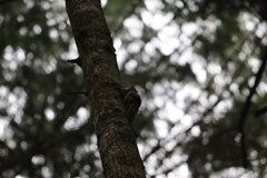 Glaucomys oregonensis