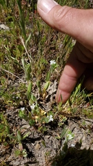 Epilobium cleistogamum