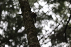 Glaucomys oregonensis