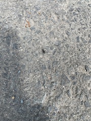 Camponotus japonicus