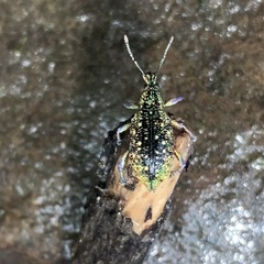 Exophthalmus jekelianus image