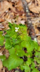 Pústula-bacteriana (Xanthomonas campestris pv. vesicatoria)