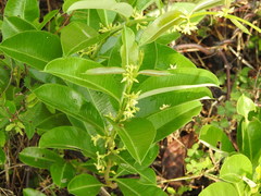 Cryptolepis buchananii