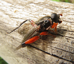 Chalcosyrphus valgus