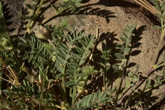 Astragalus andersonii