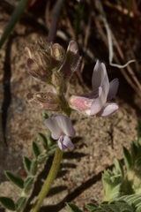 Astragalus andersonii