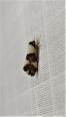 Philenora aspectalella