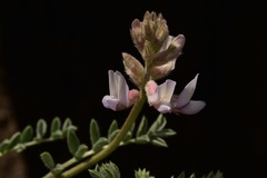 Astragalus andersonii