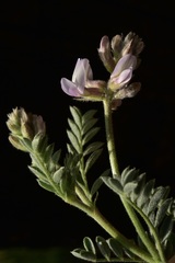 Astragalus andersonii