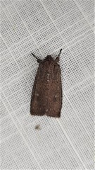 Dasygaster padockina