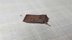 Dasygaster padockina