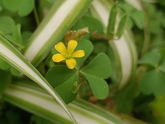 Oxalis corniculata