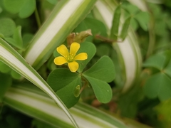 Oxalis corniculata