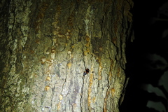 Lioptera erotyloides