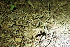 Fejervarya multistriata