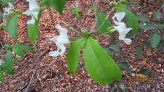 Tabernaemontana amygdalifolia