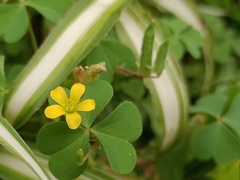 Oxalis corniculata