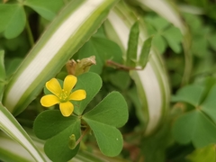 Oxalis corniculata