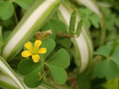 Oxalis corniculata