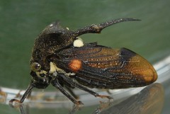 Campylocentrus nigris