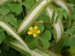 Oxalis corniculata