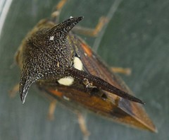 Campylocentrus nigris