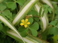 Oxalis corniculata