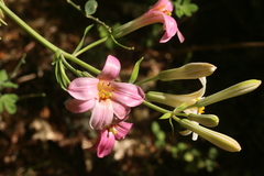 Lilium rubescens