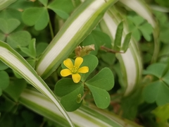 Oxalis corniculata