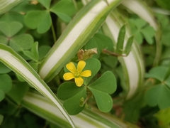 Oxalis corniculata