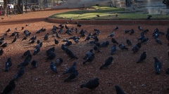 Columba livia domestica