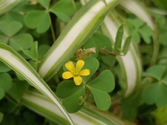 Oxalis corniculata