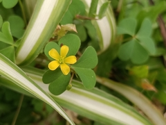 Oxalis corniculata
